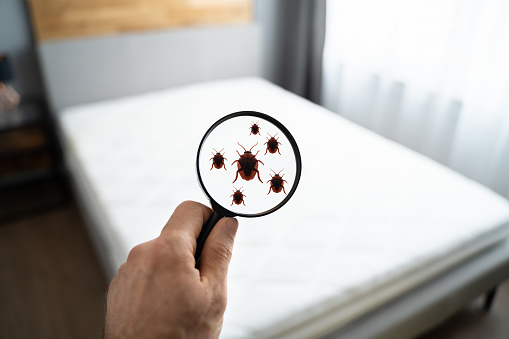 The Benefits of Bed Bug Control Services