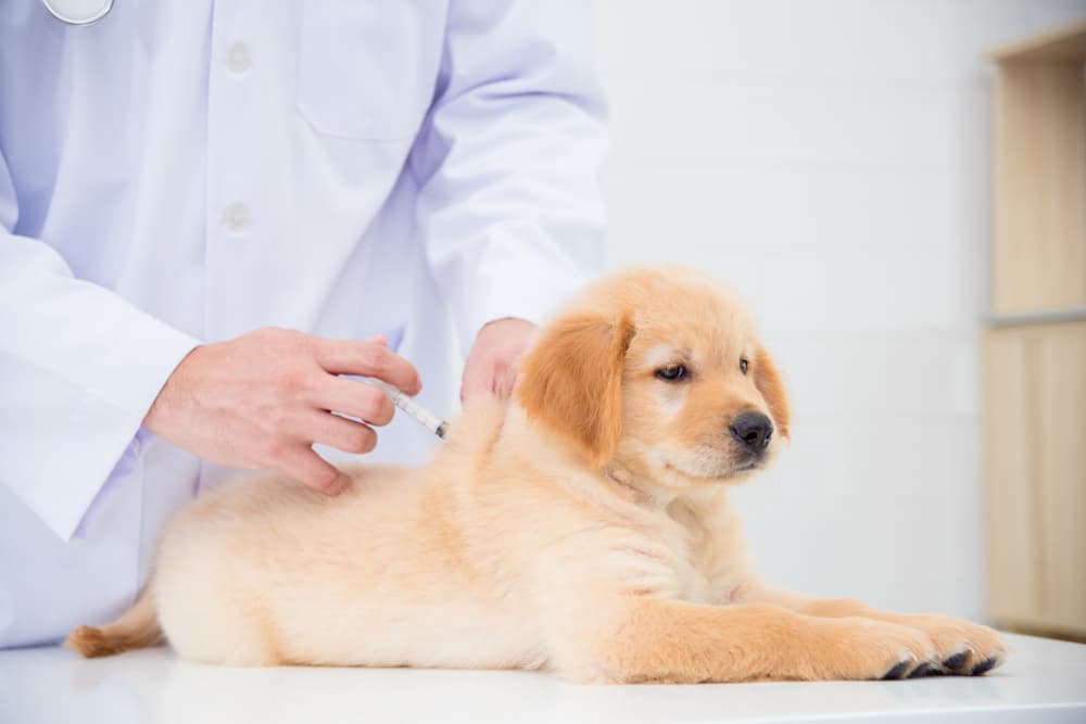 Pet Care Talks: Reasons Why You Should Get Your Dogs Vaccinated
