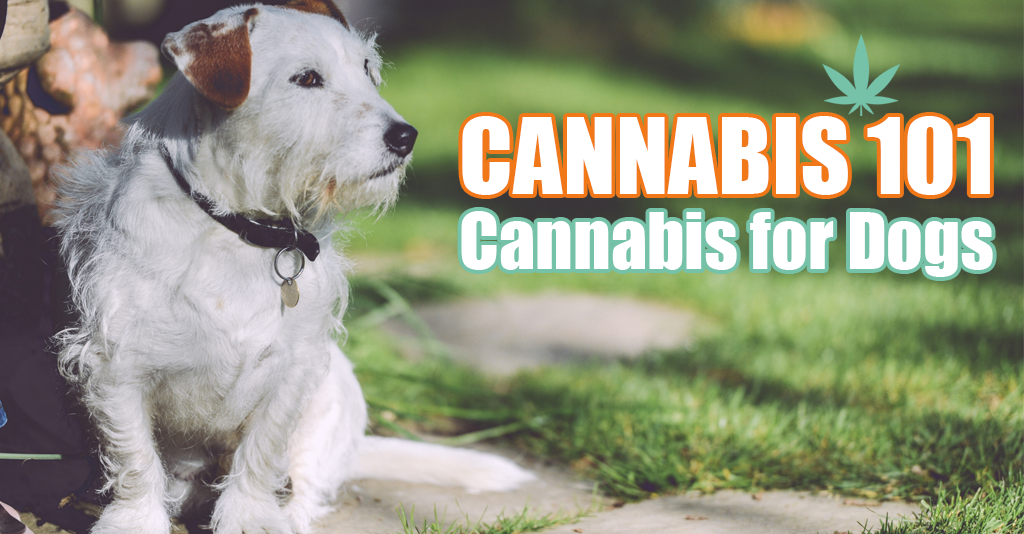The Risks of CBD For Dogs